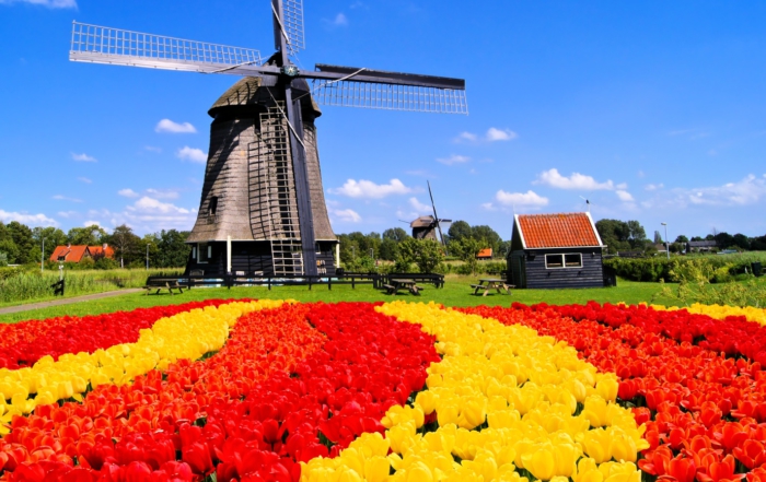 Vibrant tulips with windmill, Netherlands